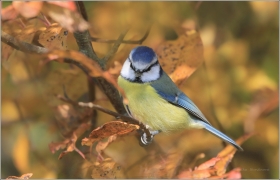 <p>SÝKORA MODŘINKA (Cyanistes caeruleus)</p>